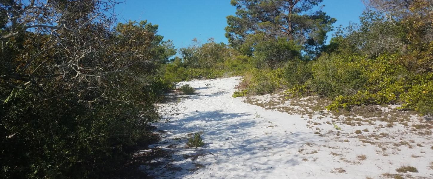 Imperiled Species of the Scrub Habitat Florida State Parks